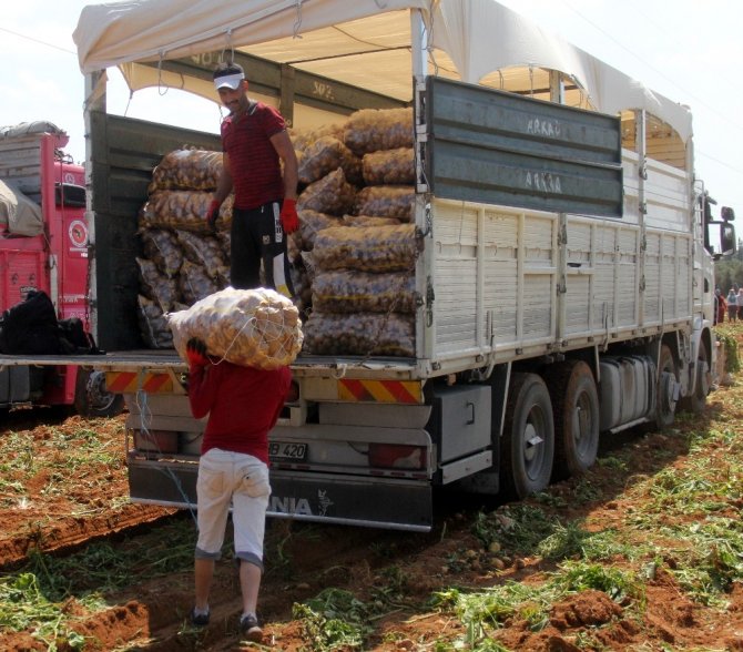 Adana'da 40 derece sıcakta her gün 110 ton patates yüklüyorlar