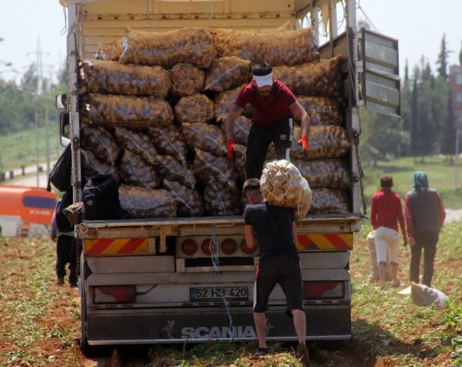 Adana'da 40 derece sıcakta her gün 110 ton patates yüklüyorlar