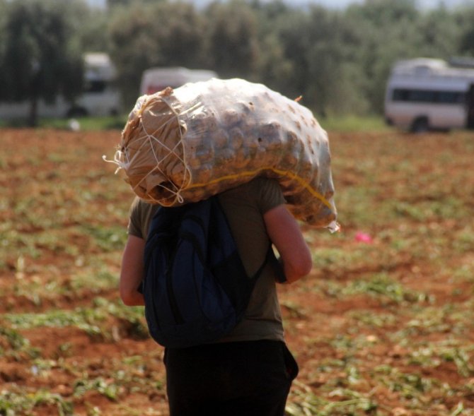 Adana'da 40 derece sıcakta her gün 110 ton patates yüklüyorlar