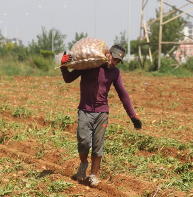 Adana'da 40 derece sıcakta her gün 110 ton patates yüklüyorlar
