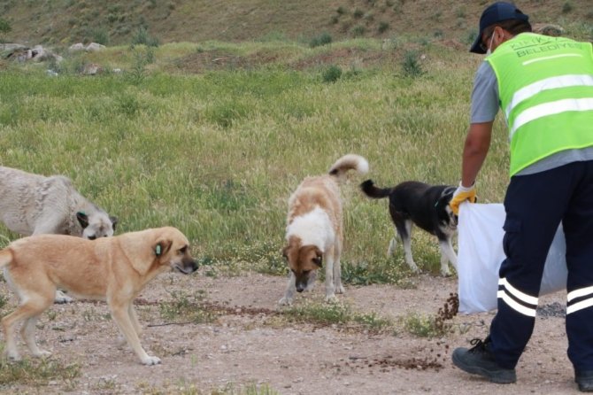Kırıkkale'de sokağa çıkma kısıtlamasında sokak hayvanları unutulmadı