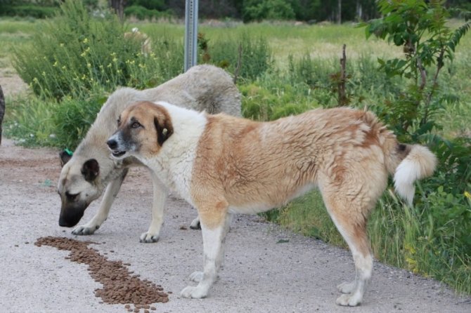 Kırıkkale'de sokağa çıkma kısıtlamasında sokak hayvanları unutulmadı