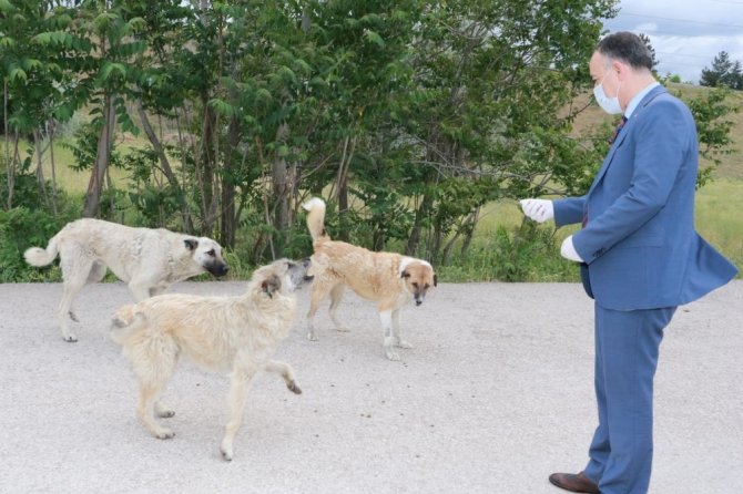 Kırıkkale'de sokağa çıkma kısıtlamasında sokak hayvanları unutulmadı