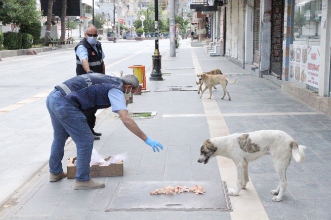 Kısıtlamada zabıta sokak hayvanları için seferber oldu!