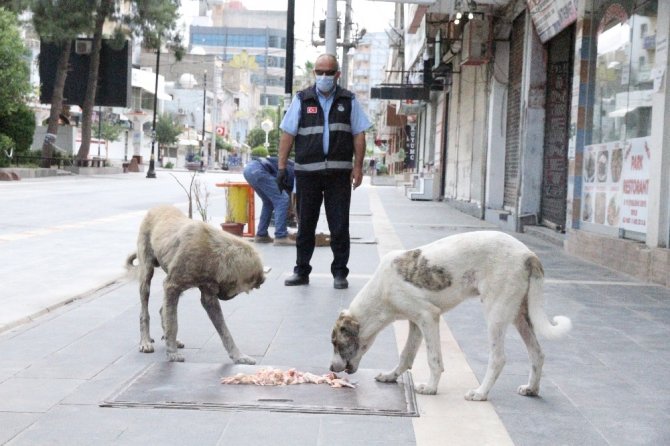 Kısıtlamada zabıta sokak hayvanları için seferber oldu!