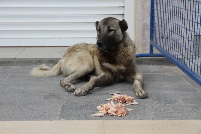 Kısıtlamada zabıta sokak hayvanları için seferber oldu!