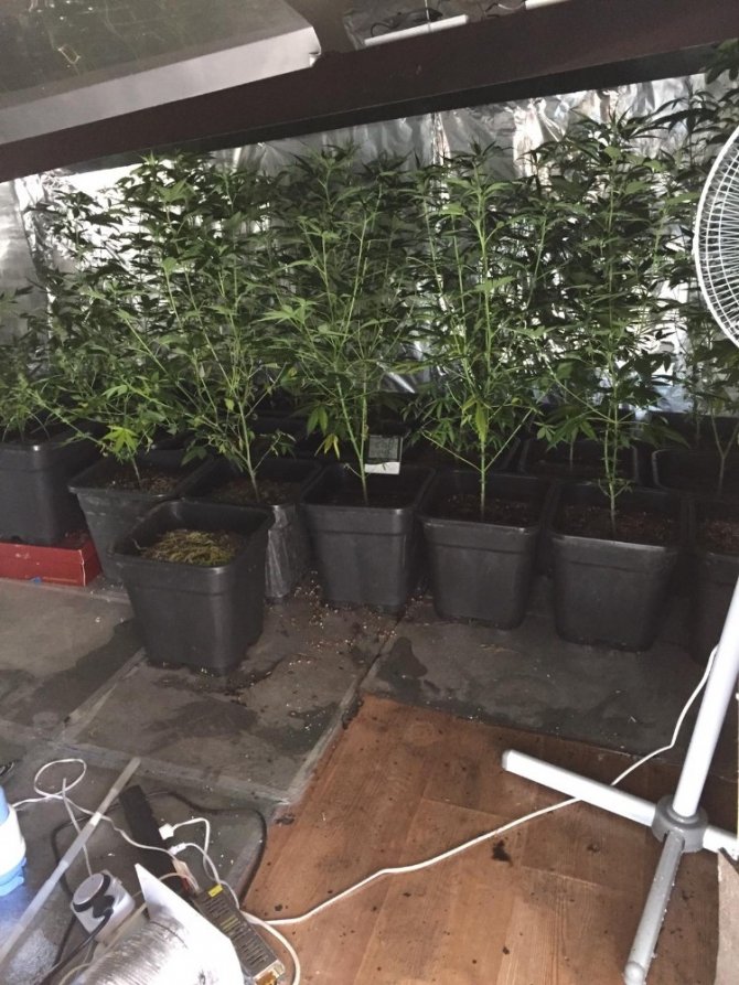 Kuşadası’nda lüks villadaki uyuşturucu imalathanesine baskın