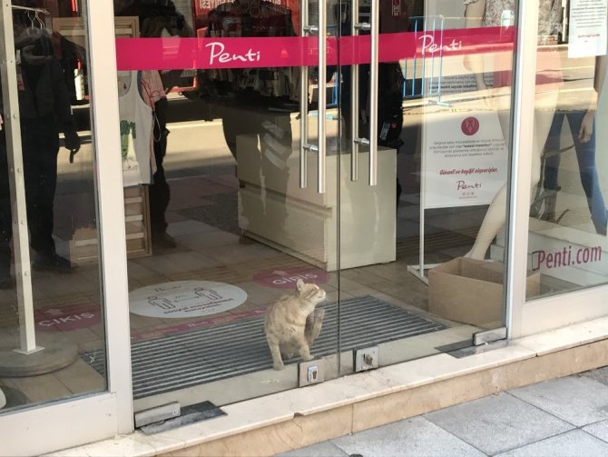 Mağazada 2 gün boyunca mahsur kalan kediyi kurtardırlar
