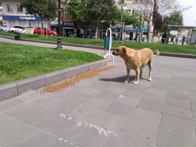 Sokak dostlarımız bayramda da yalnız değil