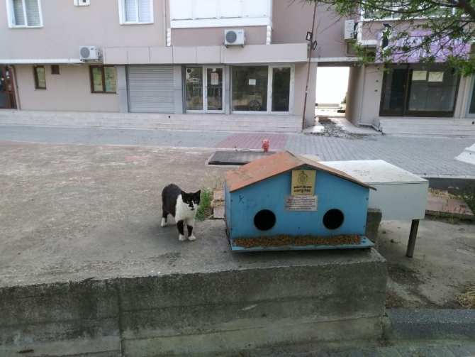 Sokak dostlarımız bayramda da yalnız değil