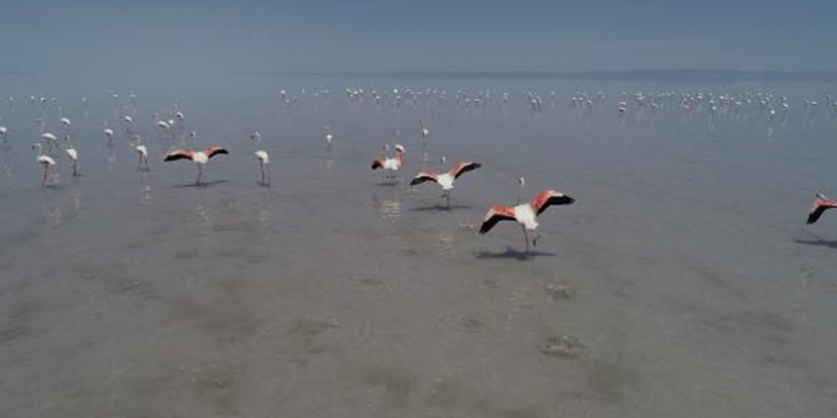 Tuz Gölü pembe mi oldu? Tuz Gölü nede pembe renge büründü?