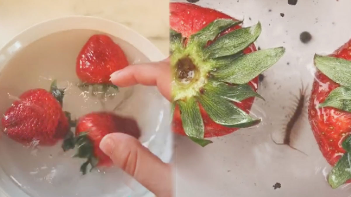 Böcekli çilek deneyinin sahte olduğu ortaya çıktı! Video sahibi linç yedi