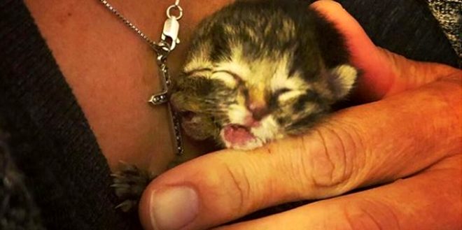 Yavru kedi 2 yüzle doğdu! Sadece 3 gün yaşadı