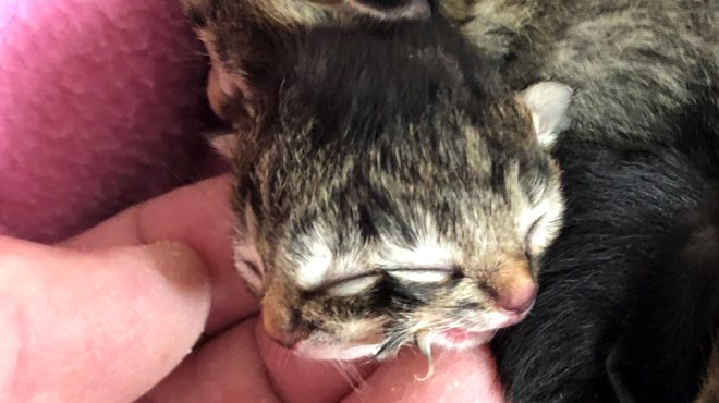 Yavru kedi 2 yüzle doğdu! Sadece 3 gün yaşadı