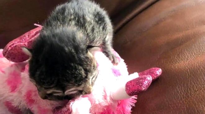 Yavru kedi 2 yüzle doğdu! Sadece 3 gün yaşadı