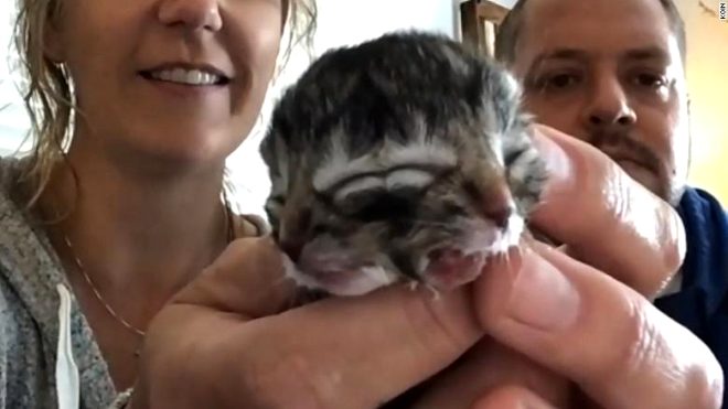 Yavru kedi 2 yüzle doğdu! Sadece 3 gün yaşadı