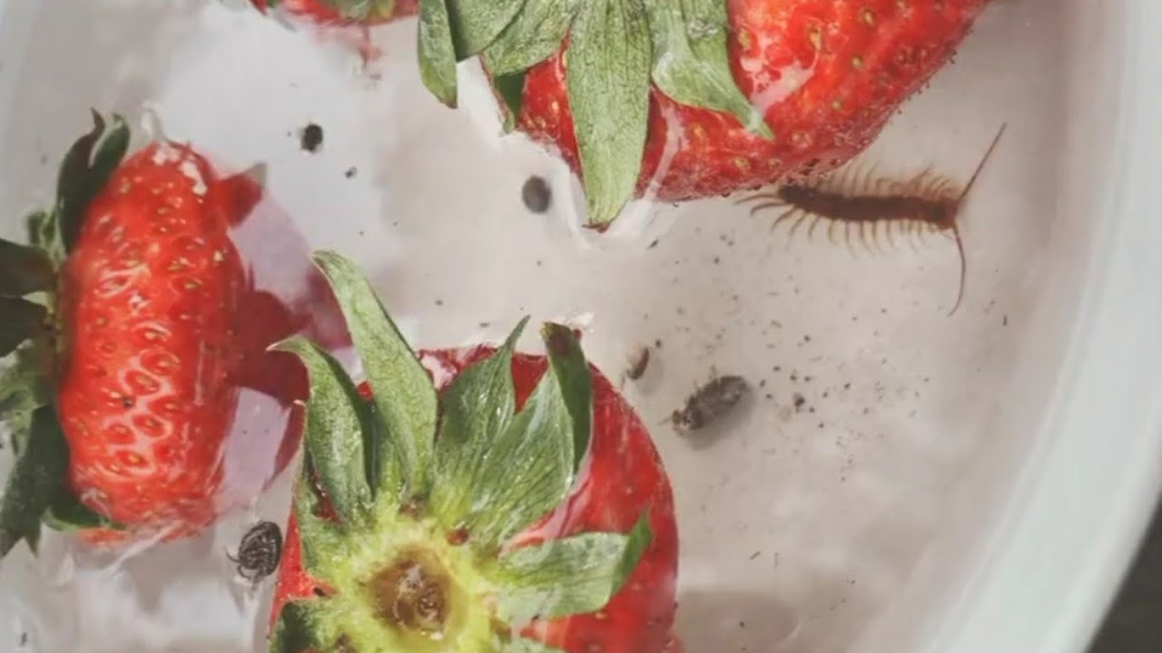 Böcekli çilek deneyinin sahte olduğu ortaya çıktı! Video sahibi linç yedi