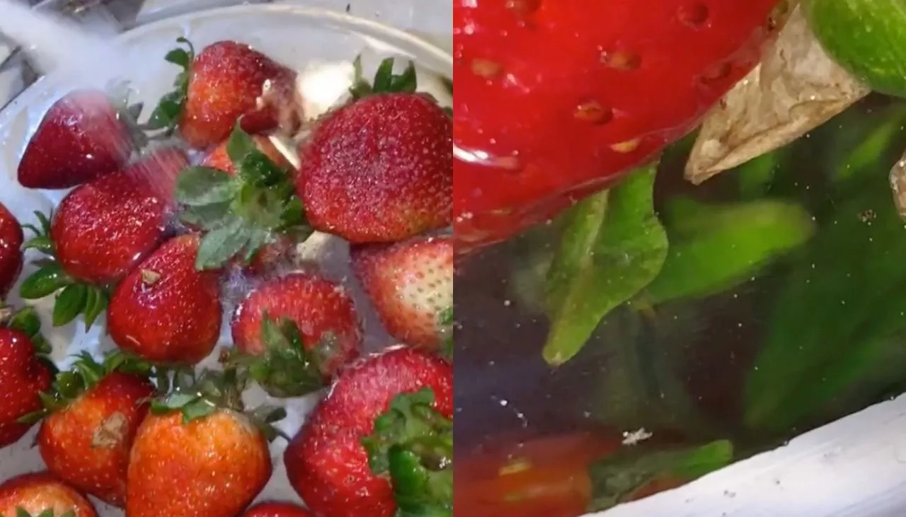 Böcekli çilek deneyinin sahte olduğu ortaya çıktı! Video sahibi linç yedi