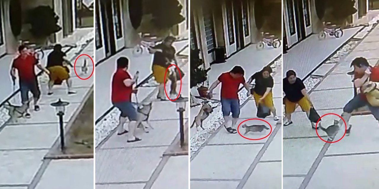 Anne kedi, yavrularını korumak için Korkmaz çiftine ve köpeklerine saldırdı