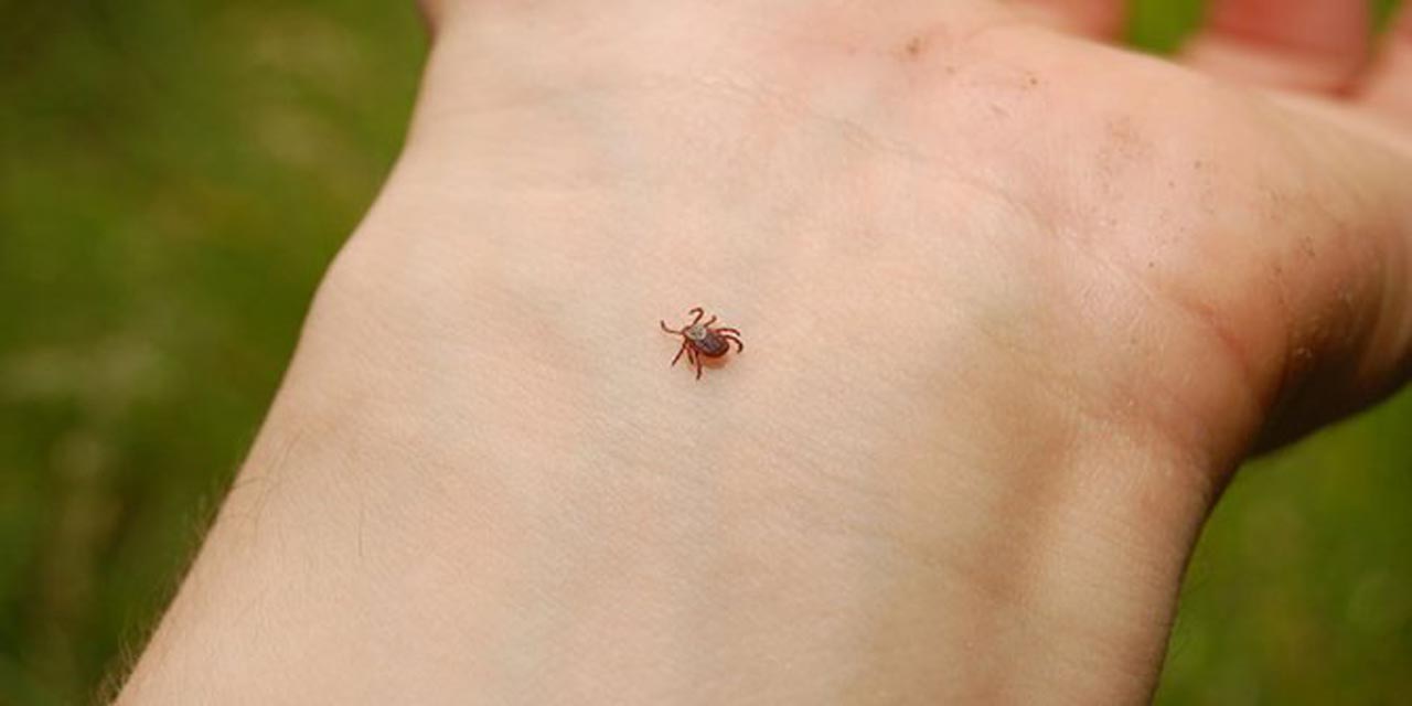 Kırım Kongo Kanamalı Ateş nedir?