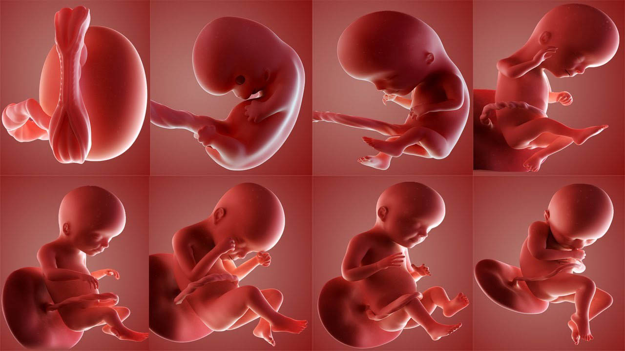 fetus-nedir-gelisimini-kac-gunde-tamamlar-h1568616045-f57191.jpg