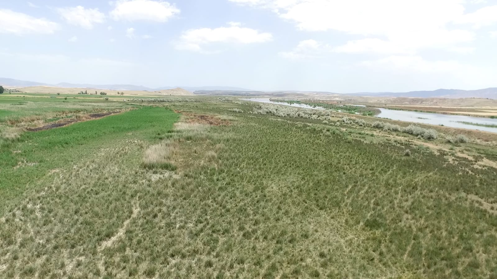 Çorum'da aslan saldırısı iddiası ortalığı karıştırdı: Yavruları da yanındaymış