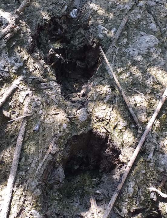 Çorum'da aslan saldırısı iddiası ortalığı karıştırdı: Yavruları da yanındaymış