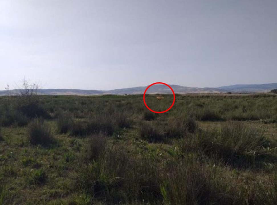 Çorum'da aslan saldırısı iddiası ortalığı karıştırdı: Yavruları da yanındaymış