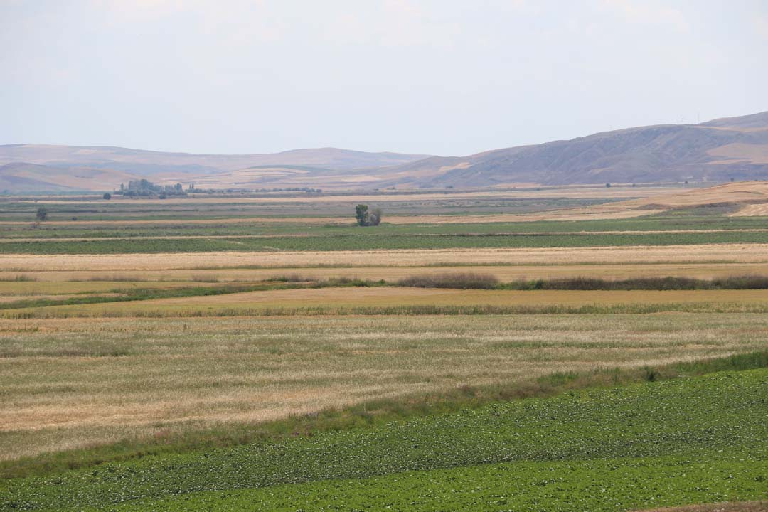 Çorum'da 'aslan' endişesi! İhbarlar peş peşe geliyor