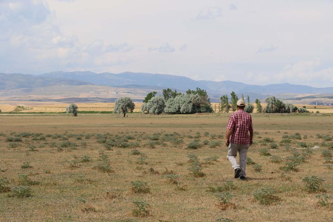 Çorum'da 'aslan' endişesi! İhbarlar peş peşe geliyor
