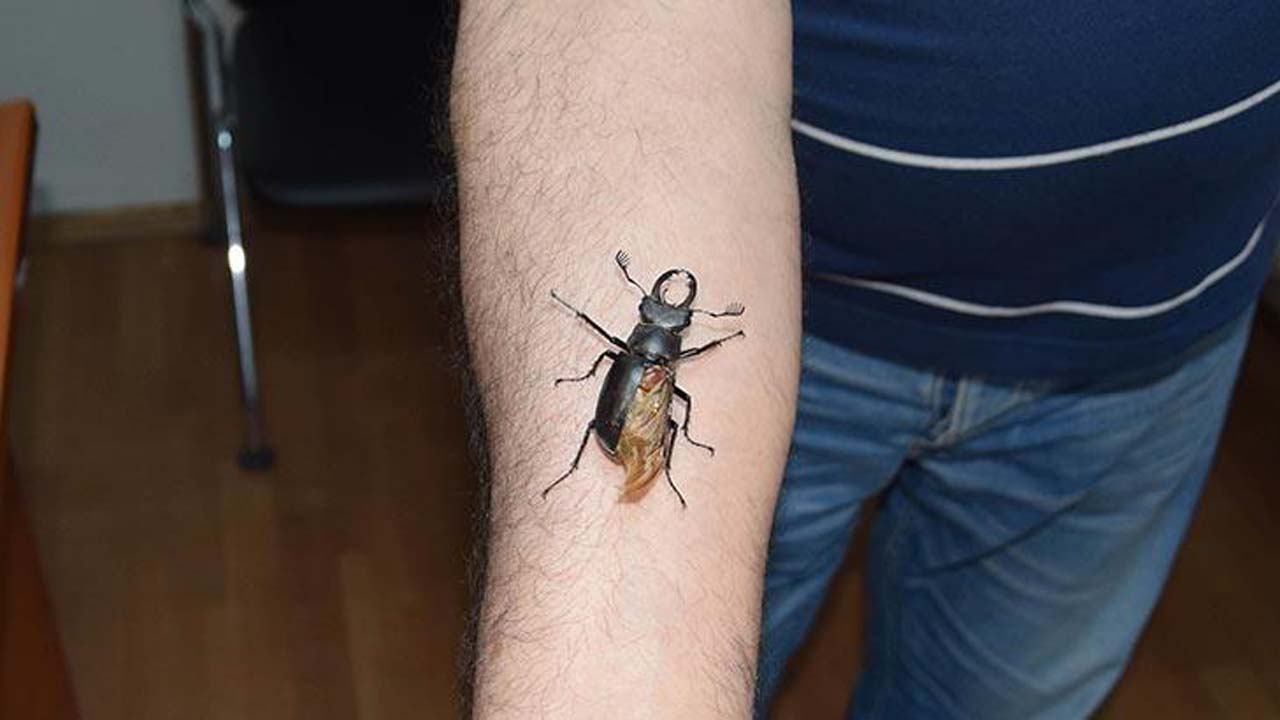 Nesli tükenmekte olan geyik böceği Antalya'da görüldü!