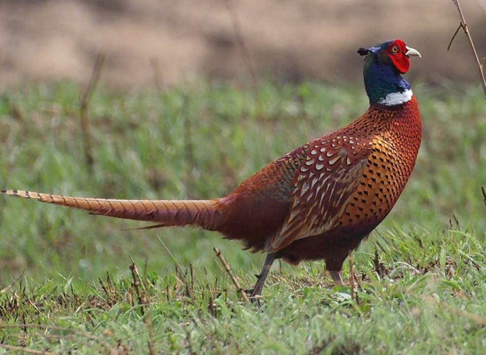 Kenenin en büyük düşmanı! avcı sülünler tabiata salındı