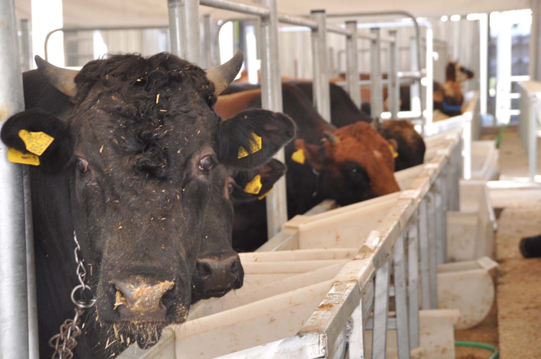 Uzmanlar Kurban Bayramı'nda koronavirüse dikkat çekti: ''Randevulu kurban kesimi yapın''