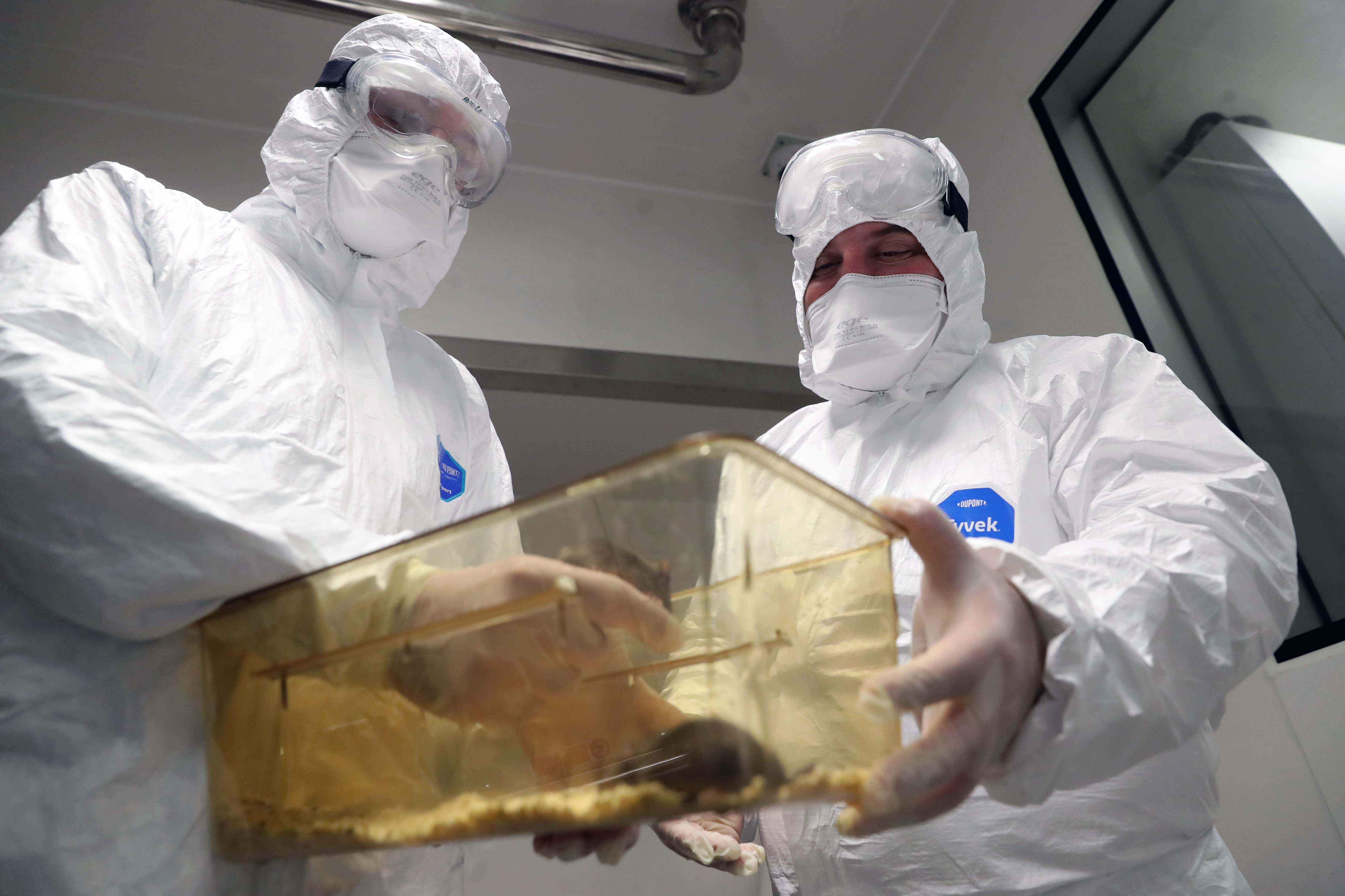 Bakan Varank Kovid-19 ilacı için konuştu: Hayvan deneyleri başlıyor