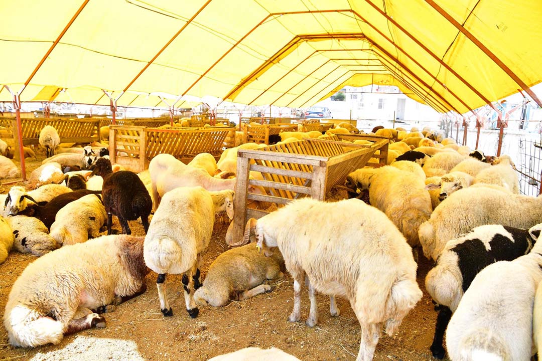 Uzmanlar Kurban Bayramı'nda koronavirüse dikkat çekti: ''Randevulu kurban kesimi yapın''