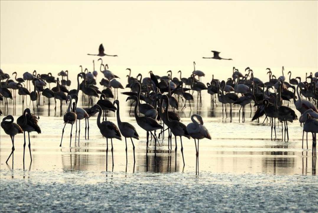 Tuz Gölünde yüzlerece Flamingo ölü bulundu! Şüpheli ölümler