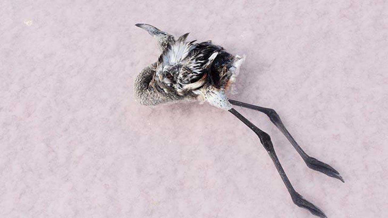 Tuz Gölünde yüzlerece Flamingo ölü bulundu! Şüpheli ölümler