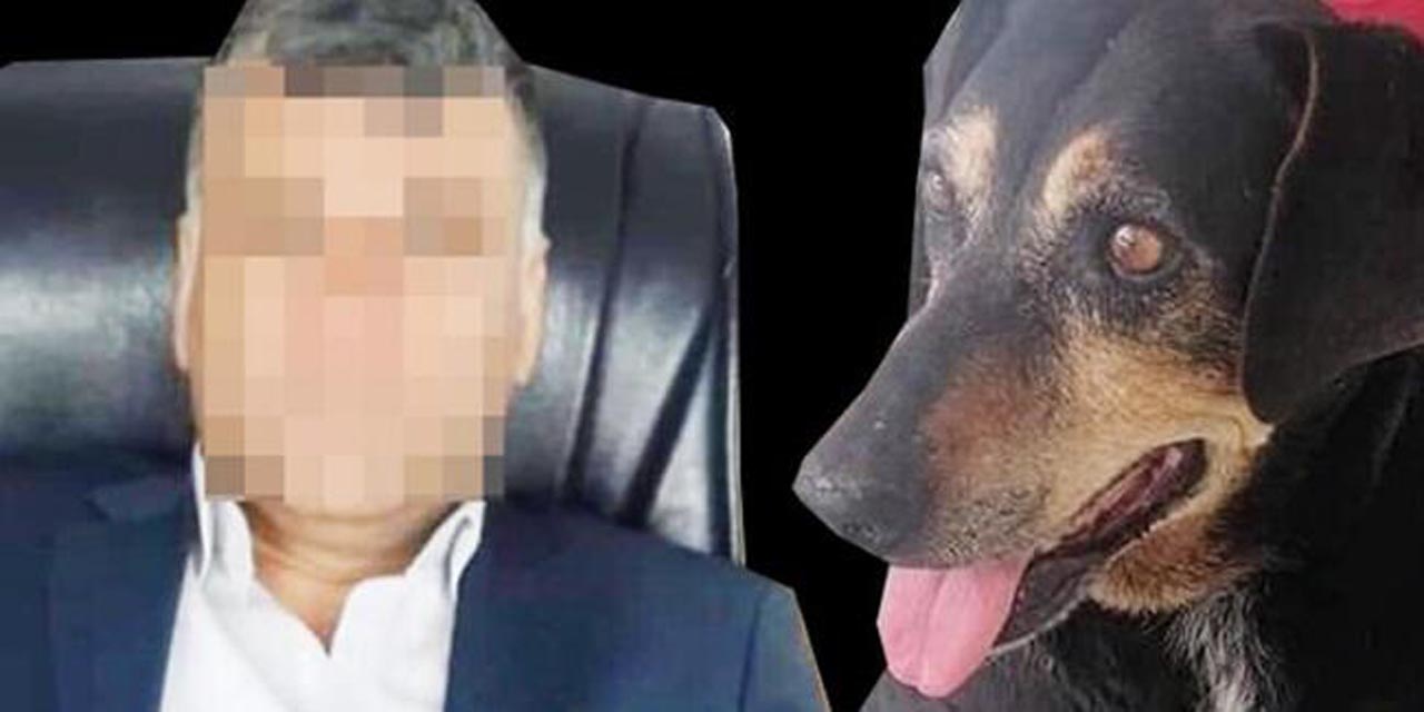 Sokak köpeğine 1 ay tecavüz etti, serbest kaldı!