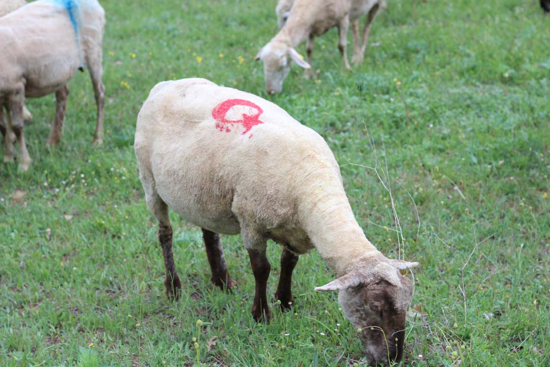 Vatan sevgisini koyunlarına yansıttı! Görenler gözlerine inanamadı