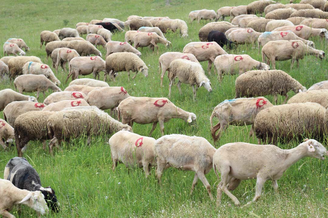 Vatan sevgisini koyunlarına yansıttı! Görenler gözlerine inanamadı