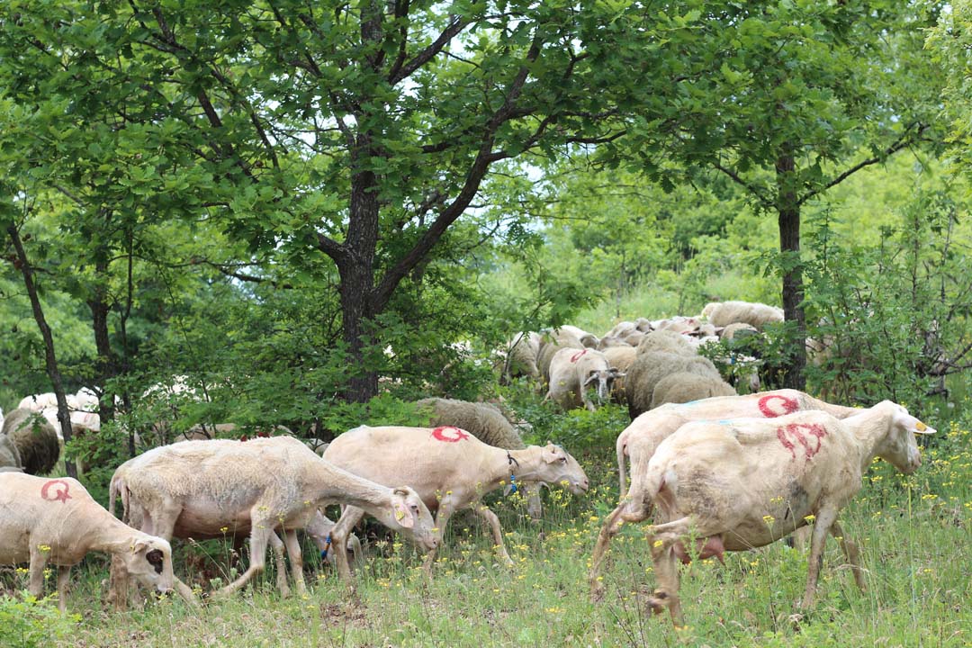 Vatan sevgisini koyunlarına yansıttı! Görenler gözlerine inanamadı