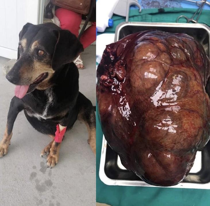 Sokak köpeğine 1 ay tecavüz etti, serbest kaldı!