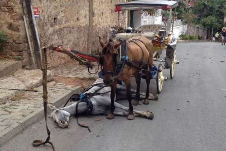 Adalar Kaymakamlığı, İBB'nin başvurusunu reddetti!