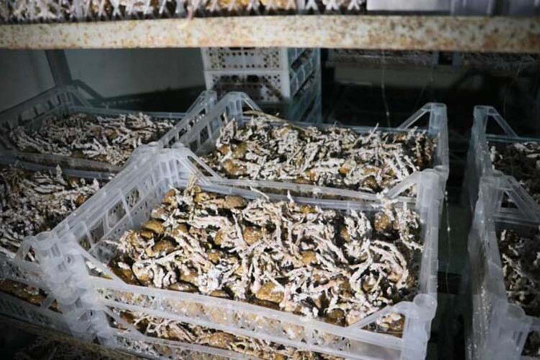 Hatay'da üretilen ''faydalı böcekler'' yurt dışına satılıyor!