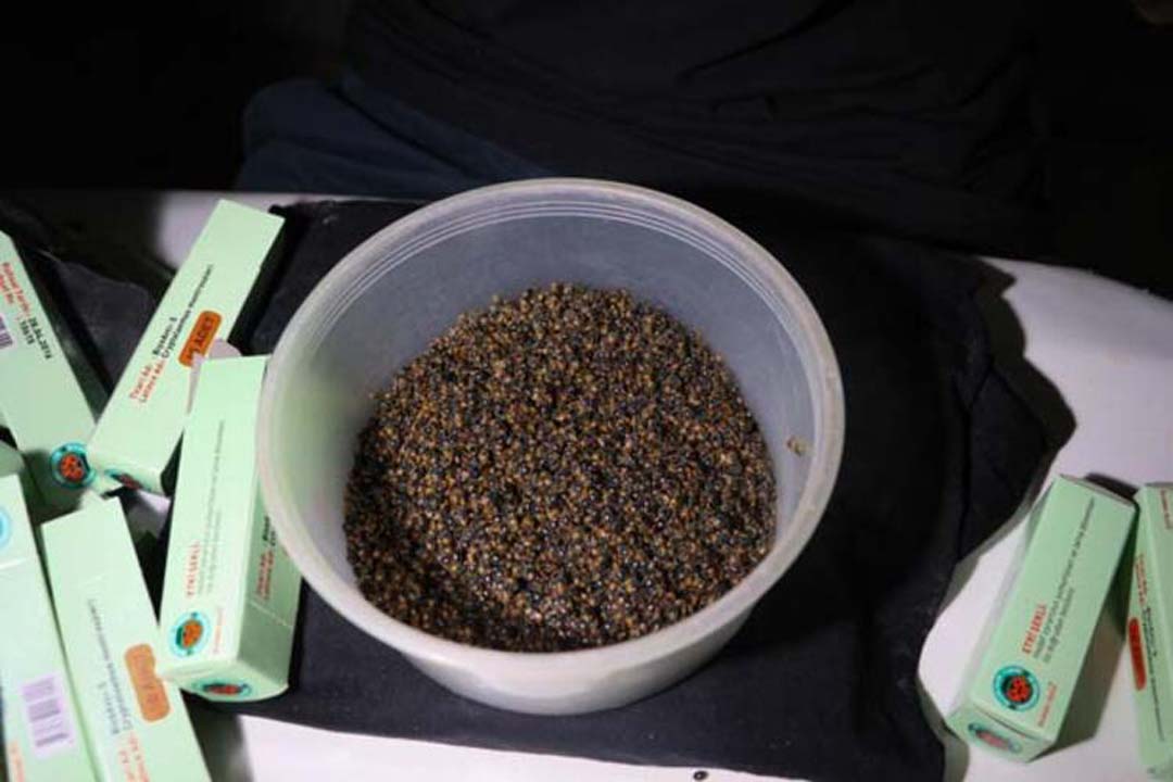 Hatay'da üretilen ''faydalı böcekler'' yurt dışına satılıyor!