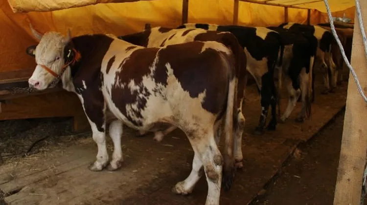 Bilim Kurulu Üyesi Yamanel uyardı: Kurban seçmeye az kişiyle gidin