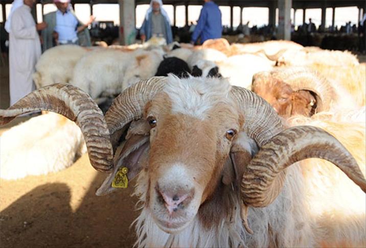 Bilim Kurulu Üyesi Yamanel uyardı: Kurban seçmeye az kişiyle gidin