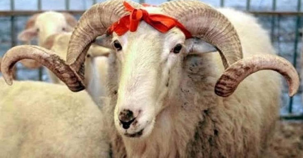 Kurban Bayramı ne zaman 2020? Bayrama kaç gün kaldı? Bayramda yasak olacak mı?