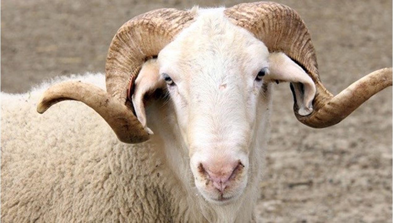 Kurban Bayramı ne zaman 2020? Bayrama kaç gün kaldı? Bayramda yasak olacak mı?