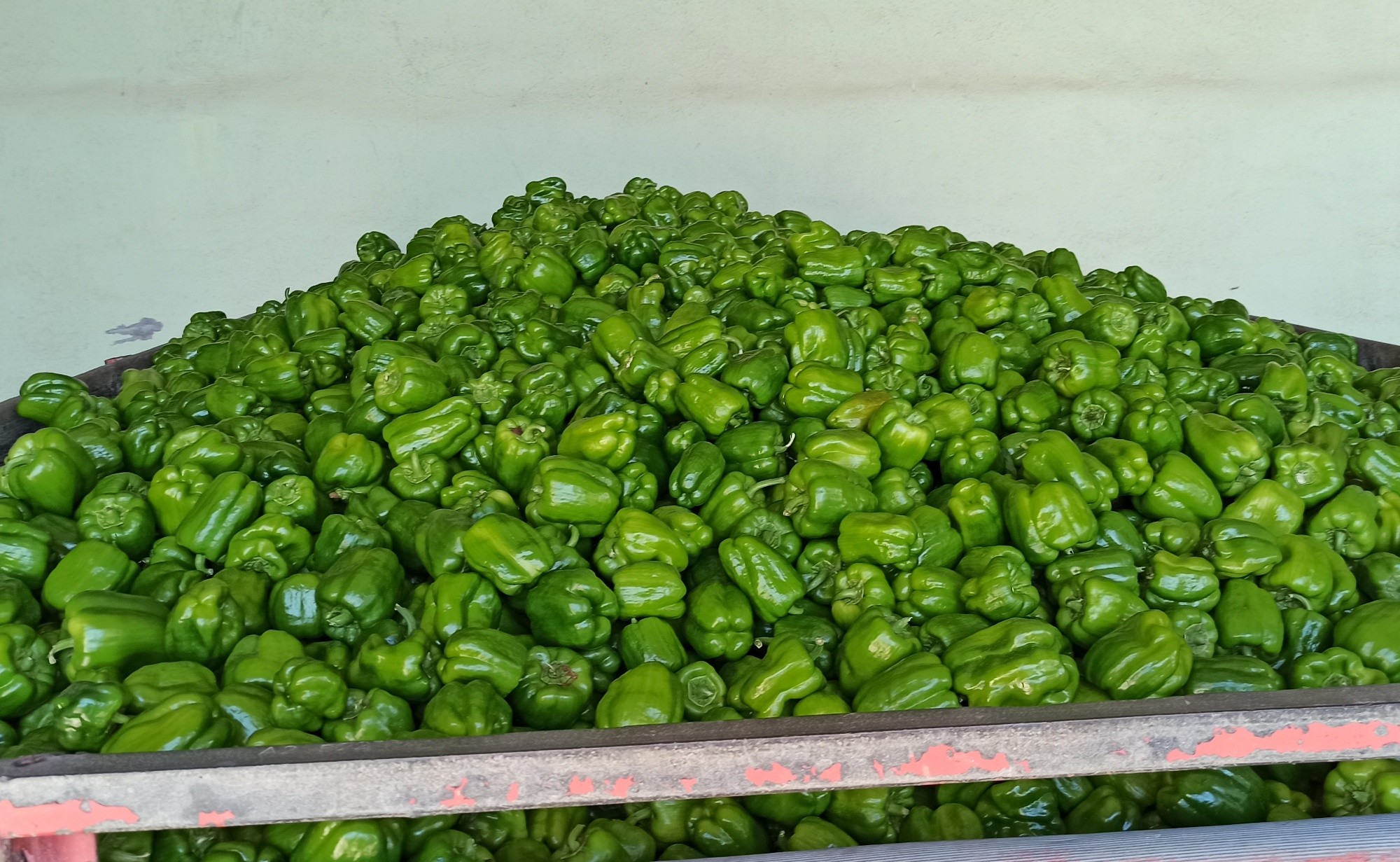 Bafra Ovası'nda yazlık ürün sezonu açıldı